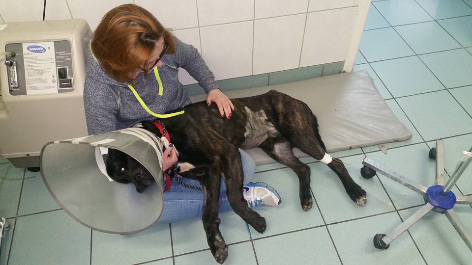 Masti Cane Corso - walczymy dalej